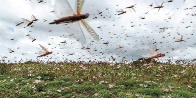 L’agriculture marocaine sous la menace d’un « tsunami » imminent: S.O.S criquets pèlerins L’agriculture marocaine sous la menace d’un « tsunami » imminent: S.O.S criquets pèlerins
