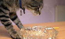 Fumer est aussi mauvais pour la santé de votre animal préféré Fumer est aussi mauvais pour la santé de votre animal préféré