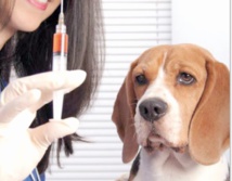 Essaouira sans vaccin antirabique Essaouira sans vaccin antirabique