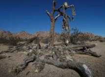 De grands arbres menacés par la sécheresse en Californie