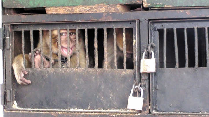 Trafic illicite d'animaux : Un marché d'environ 15 milliards d'euros par an