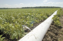 L’urbanisation galopante menace les ressources en eau et en terres agricoles