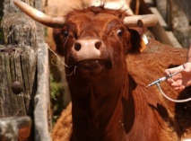 Achèvement de la campagne généralisée d’identification des bovins Achèvement de la campagne généralisée d’identification des bovins