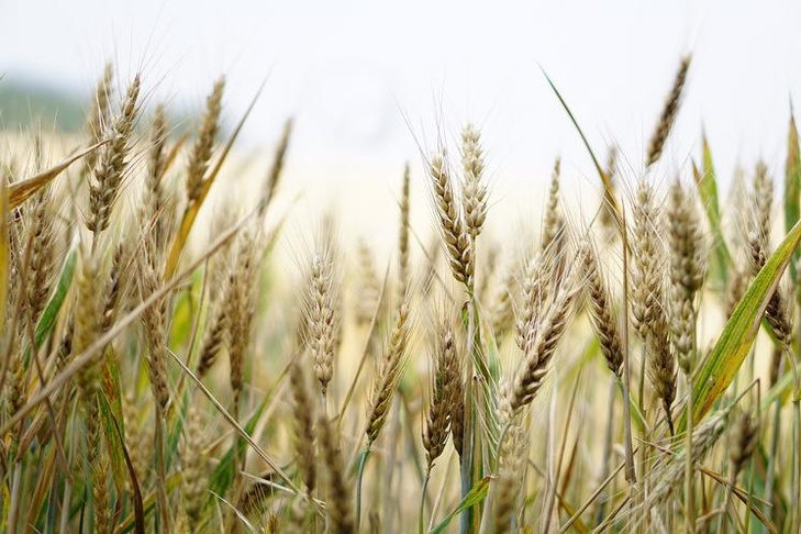 Campagne agricole : Hausse prévisionnelle de 41% de la récolte céréalière