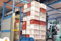 Lever la suspension sur les exportations des agrumes vers les Etats-Unis Lever la suspension sur les exportations des agrumes vers les Etats-Unis