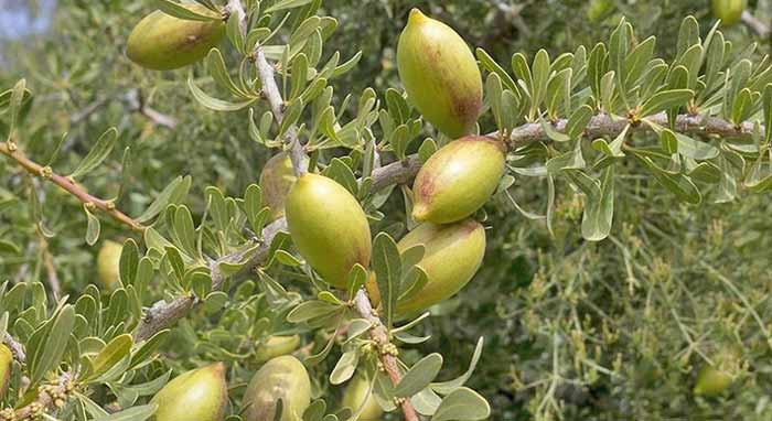 L'arganeraie, une mine d'or vert à l'épreuve du dérèglement climatique L'arganeraie, une mine d'or vert à l'épreuve du dérèglement climatique