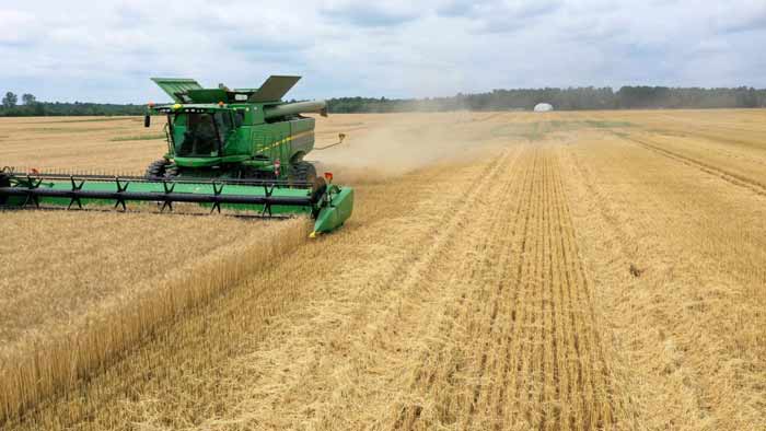 Des perspectives mitigées pour la production de blé en Afrique du Nord Des perspectives mitigées pour la production de blé en Afrique du Nord