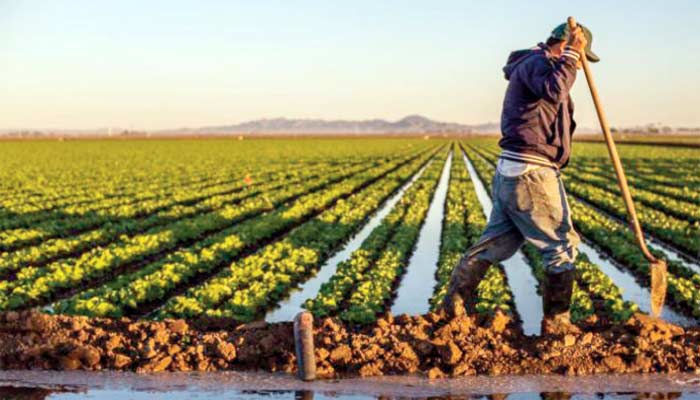 Petits agriculteurs, les grands oubliés du Plan Maroc Vert : Engraisser les gros Laminer les plus méritants Petits agriculteurs, les grands oubliés du Plan Maroc Vert : Engraisser les gros Laminer les plus méritants