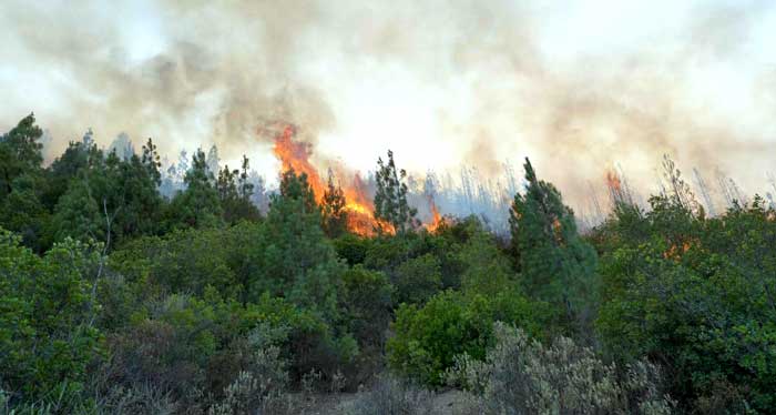 Incendies de forêt : Baisse de 86% des surfaces touchées en 2024 Incendies de forêt : Baisse de 86% des surfaces touchées en 2024