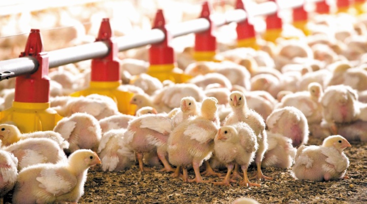 Le Maroc gèle toute importation de volailles à partir de l’Europe Le Maroc gèle toute importation de volailles à partir de l’Europe