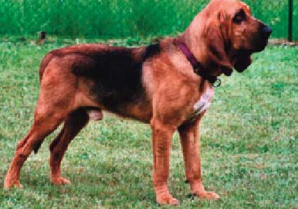 Saint-Hubert, une race de chien utilisée par la police cynotechnique pour retrouver les personnes portées disparues Saint-Hubert, une race de chien utilisée par la police cynotechnique pour retrouver les personnes portées disparues