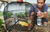 Des milliers d'oiseaux exotiques menacés dans des forêts pillées en Indonésie Des milliers d'oiseaux exotiques menacés dans des forêts pillées en Indonésie