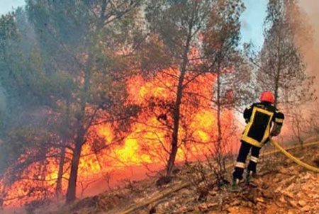 Incendie dans la forêt de Houara : Arrestation d'un individu soupçonné d'incendie volontaire Incendie dans la forêt de Houara : Arrestation d'un individu soupçonné d'incendie volontaire