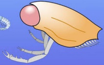 Un crustacé du Jurassique au regard qui tue Un crustacé du Jurassique au regard qui tue