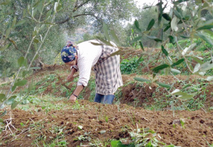 Le rôle des femmes semencières dans la sécurité alimentaire Le rôle des femmes semencières dans la sécurité alimentaire