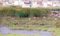 Le Maroc subit d'importants effets de dégradation de ses zones humides