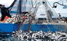 Port de Nador : Baisse de 13% des quantités débarquées des produits de la pêche à fin avril Port de Nador : Baisse de 13% des quantités débarquées des produits de la pêche à fin avril