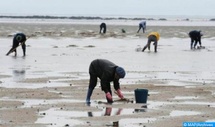 Pêche maritime : Levée de l'interdiction sur le ramassage et la commercialisation du vernis collecté au niveau de Targha-Chmaâla, d'Amtar Est-Jebha et de Jnane Niche-Amtar Ouest