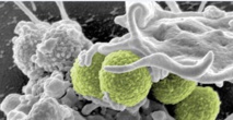 Contrôle des maladies transmissibles et émergentes