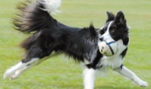Insolite : Comment mesurer l'intelligence du chien