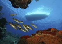 Le bruit des bateaux double la mortalité des poissons