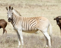 Le retour du “quagga”, animal éteint puis ressuscité en Afrique du Sud