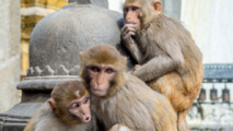 C'est l'année du singe mais à Hong Kong, les macaques agacent C'est l'année du singe mais à Hong Kong, les macaques agacent