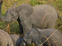 Dans la Garamba se joue une guerre pour la survie des éléphants Dans la Garamba se joue une guerre pour la survie des éléphants