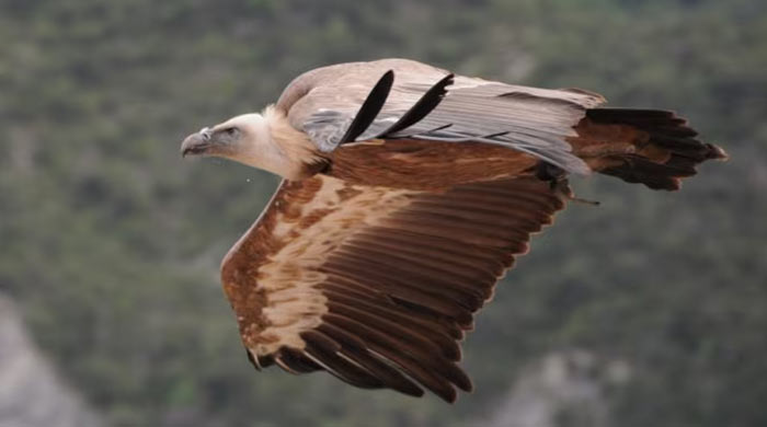 Protection de la faune sauvage : Un vautour sauvé et relâché dans un site naturel approprié à Jerada