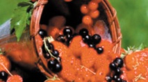 La production totale des petits fruits rouges a atteint 130.000 tonnes La production totale des petits fruits rouges a atteint 130.000 tonnes