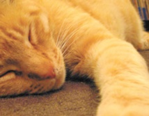 Insolite : ça ronronne pour les chats Insolite : ça ronronne pour les chats