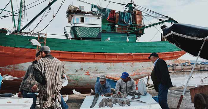 Port de Safi : Hausse de 33% des débarquements de la pêche à fin juillet Port de Safi : Hausse de 33% des débarquements de la pêche à fin juillet