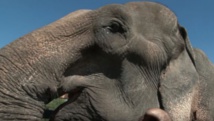 La retraite de l’éléphant Thong Kam