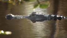Les alligators, voisins intéressés des oiseaux