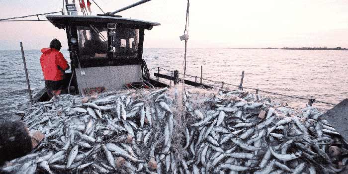 La pêcherie des petits pélagiques à Laâyoune : Des résultats très satisfaisants au titre de la période estivale de l'année 2025