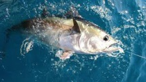 Nouvelle zone de reproduction des thons rouges  dans l'Atlantique