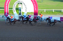 SOS. Le cheval barbe, un patrimoine à sauvegarder SOS. Le cheval barbe, un patrimoine à sauvegarder