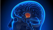 De petites neurones pour inhiber la douleur