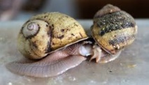 Le sexe des escargots perturbé par la peinture des bateaux