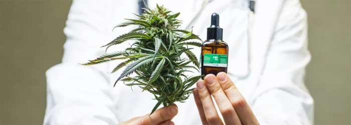 Taounate : La filière de la transformation licite du cannabis prend racine et redessine l’économie locale