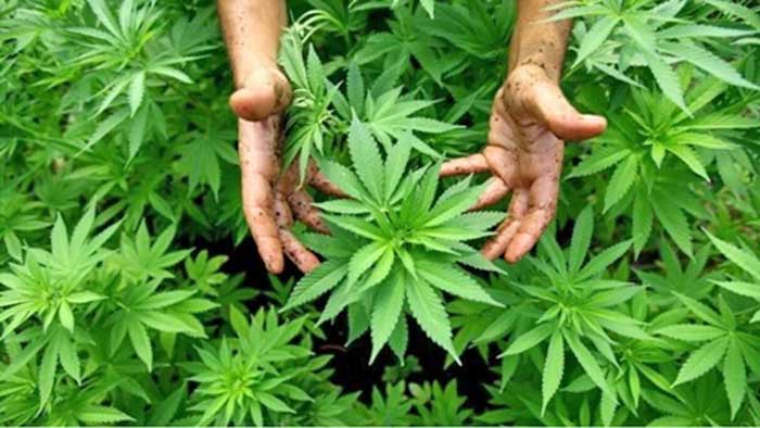 Cannabis licite au Maroc : Une dynamique soutenue pour le développement d’une filière prometteuse
