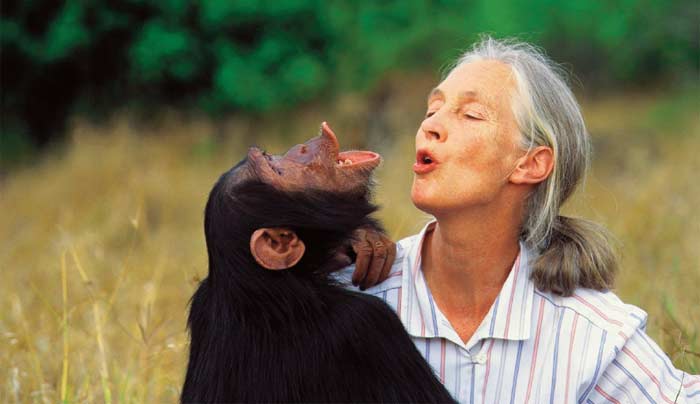 Jane Goodall, l'ambassadrice des chimpanzés Jane Goodall, l'ambassadrice des chimpanzés