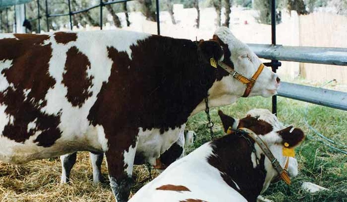 Les professionnels de l'élevage appelés à placer les nouveaux défis du secteur au cœur de leurs partenariats Les professionnels de l'élevage appelés à placer les nouveaux défis du secteur au cœur de leurs partenariats