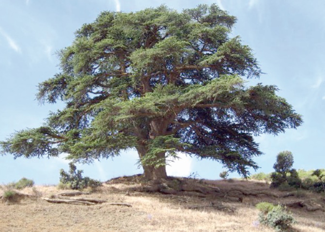 Le cèdre de l'Atlas ajouté au Réseau mondial des réserves de biosphère Le cèdre de l'Atlas ajouté au Réseau mondial des réserves de biosphère