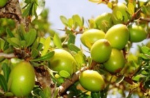 L’arganiculture, pilier du plan ambitieux “Maroc Vert” L’arganiculture, pilier du plan ambitieux “Maroc Vert”