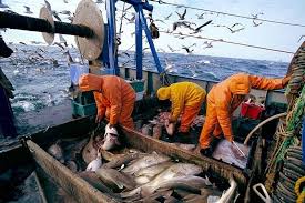 Port de Safi : Hausse de 19% des débarquements de la pêche Port de Safi : Hausse de 19% des débarquements de la pêche