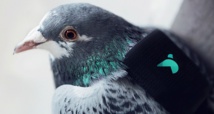 Une patrouille de pigeons mesure la pollution à Londres