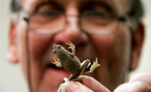 L'Atelopus Farci, grenouille colombienne au nom de guérilla
