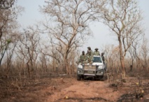 Sur les traces des derniers lions du Nigeria Sur les traces des derniers lions du Nigeria