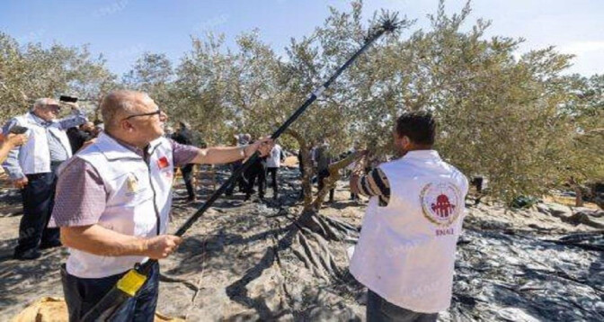 La récolte d’olives se poursuit à Al Qods avec le soutien de l’Agence Bayt Mal Al-Qods Acharif La récolte d’olives se poursuit à Al Qods avec le soutien de l’Agence Bayt Mal Al-Qods Acharif